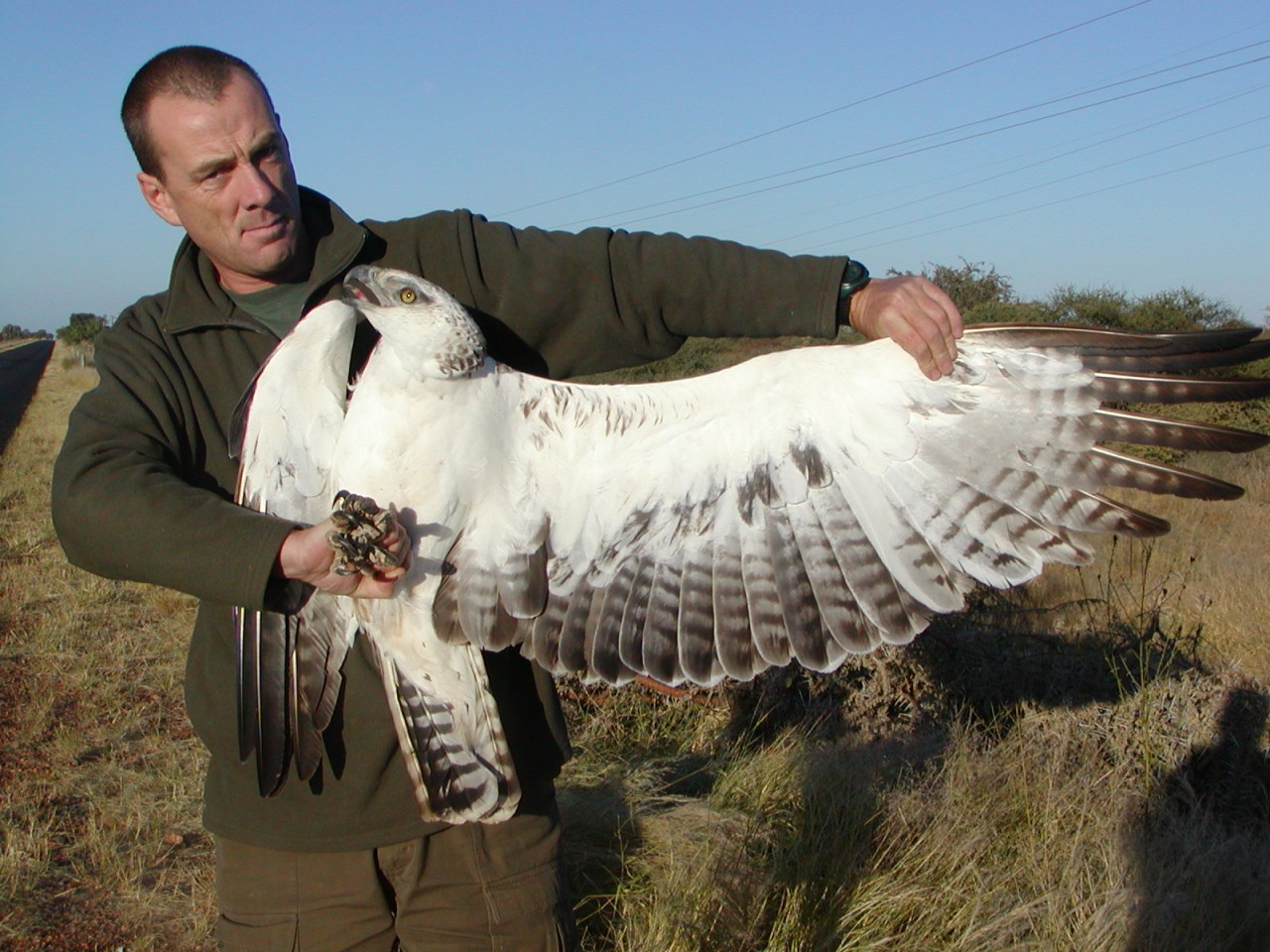 Martial Eagle Juv
